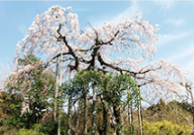 宝林寺枝垂桜